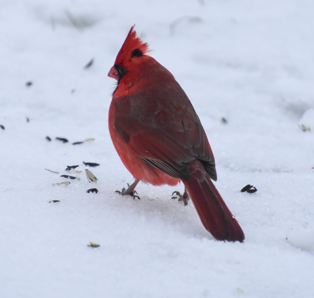 Winter Coastal Birding Lecture